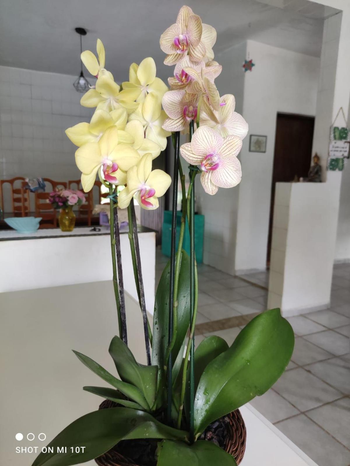 Renovo Beija-Flor Hostel E Espaco Terapeutico Бертиога Экстерьер фото